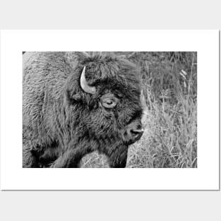 Black and White Photo of a Buffalo Posters and Art